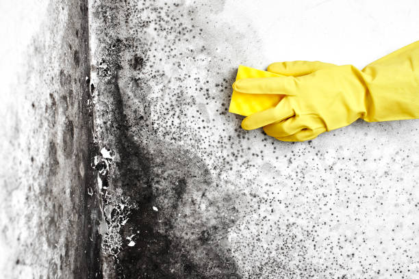 Best Basement Mold Removal  in Jena, LA