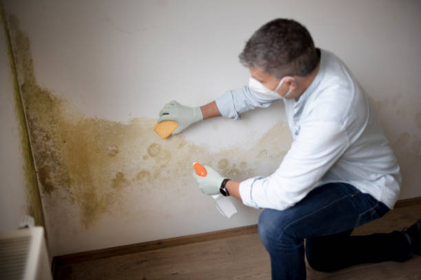 Best Commercial Mold Inspection  in Jena, LA