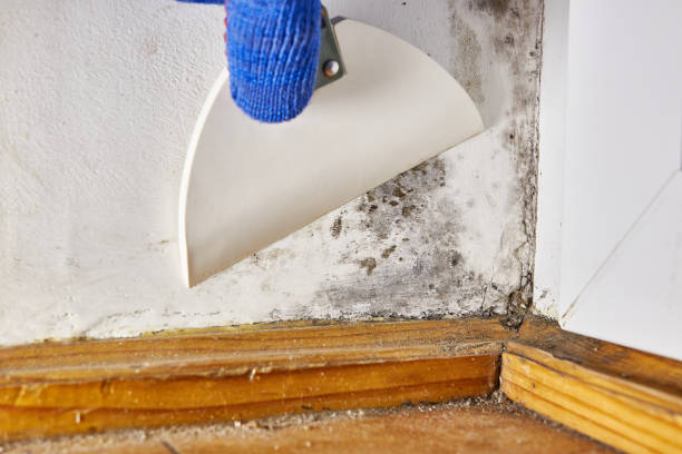 Best Water Damage & Mold Remediation  in Jena, LA